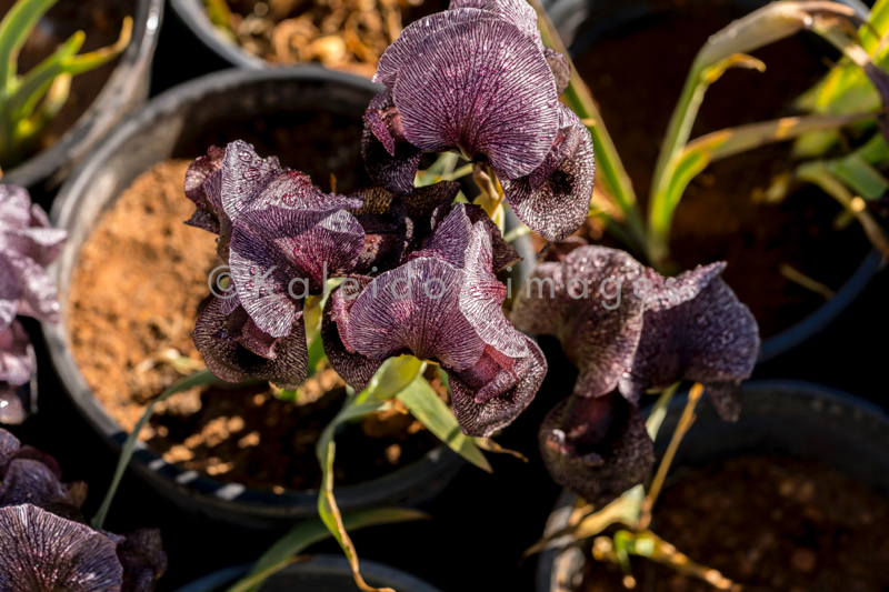 Al Arz;Iris;Iris Cedreti;Kaleidos;Kaleidos images;Lebanon;Middle East;Near East;Proche Orient;Tarek Charara;Flowers;Endemic;Endangered species;Endemic species;Critically endangered;Critically endangered species